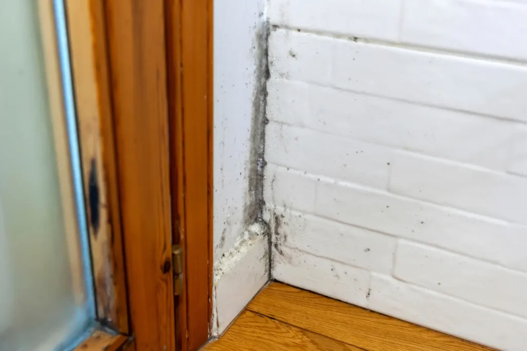 types of mold in San Diego