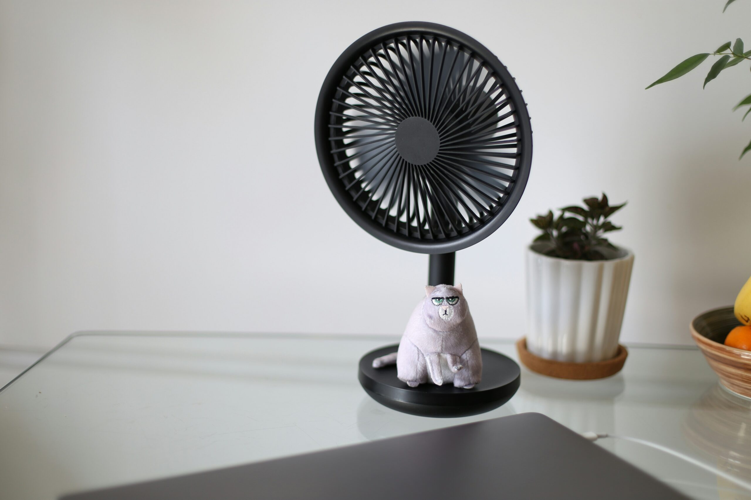 How to Prevent Mold Growth Easily