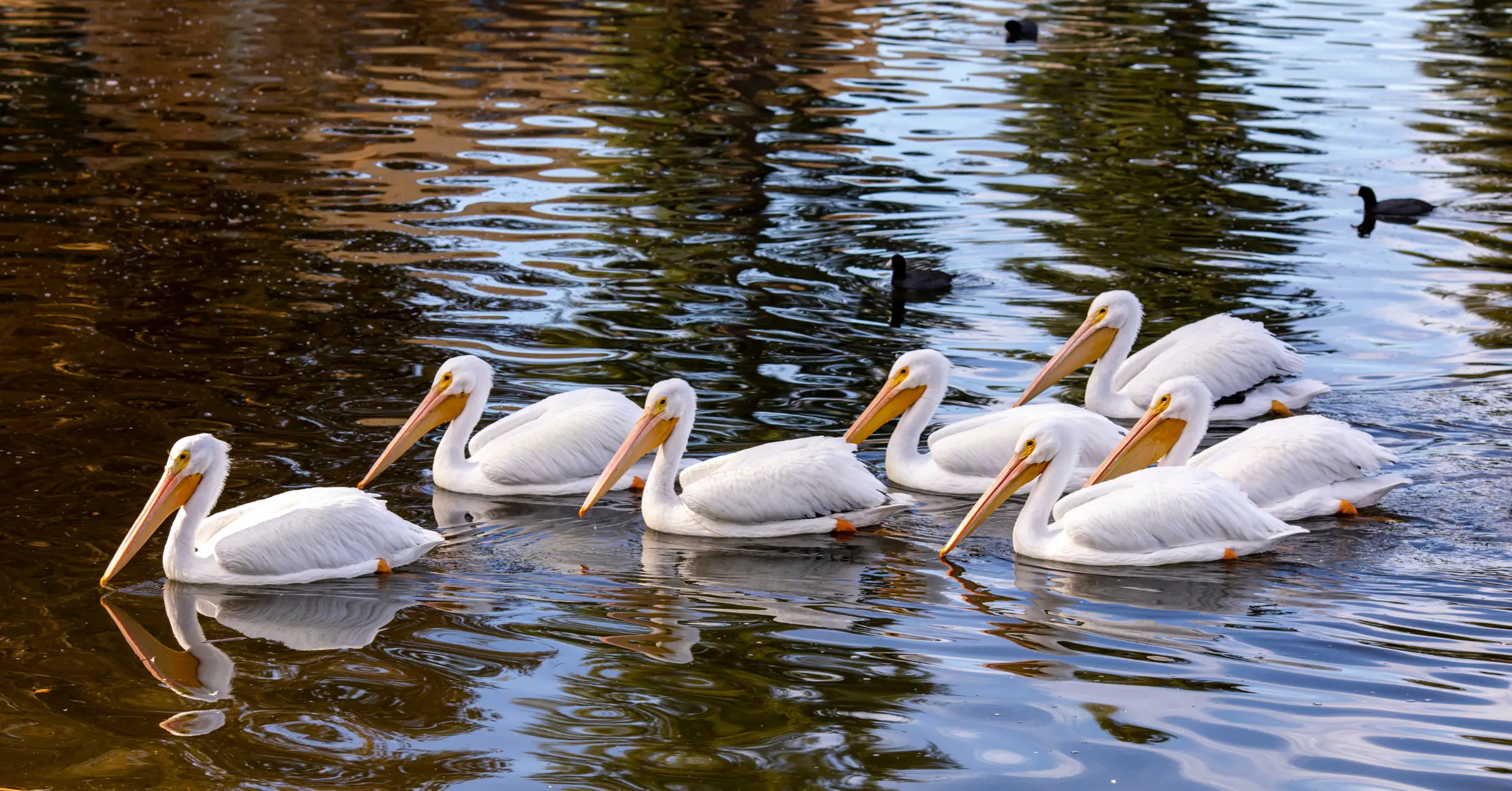 damage restoration company santee