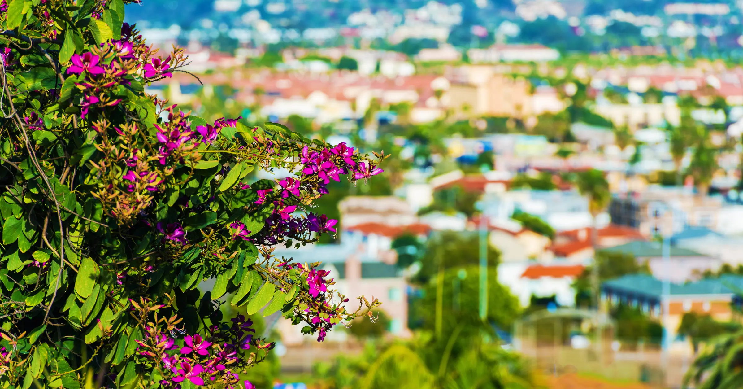 Emergency Restoration Vista