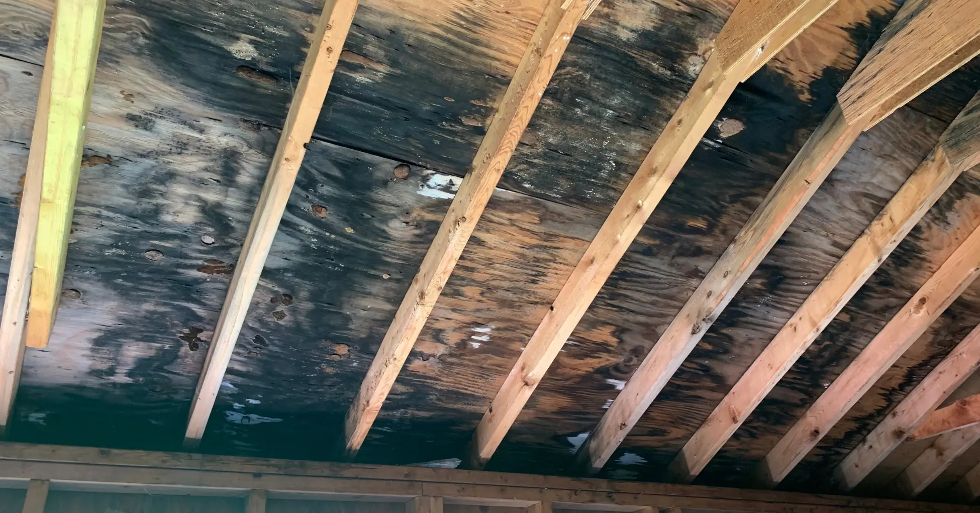 8 Attic Mold Remediation Secrets San Diego Homeowners Need