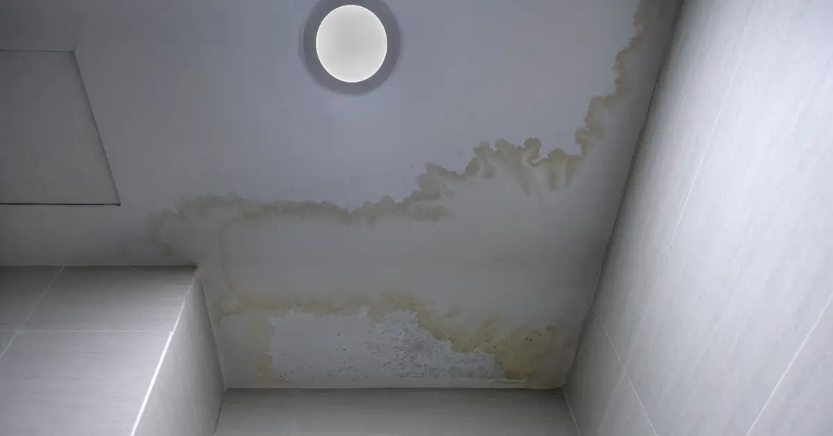 Mold After Water Damage