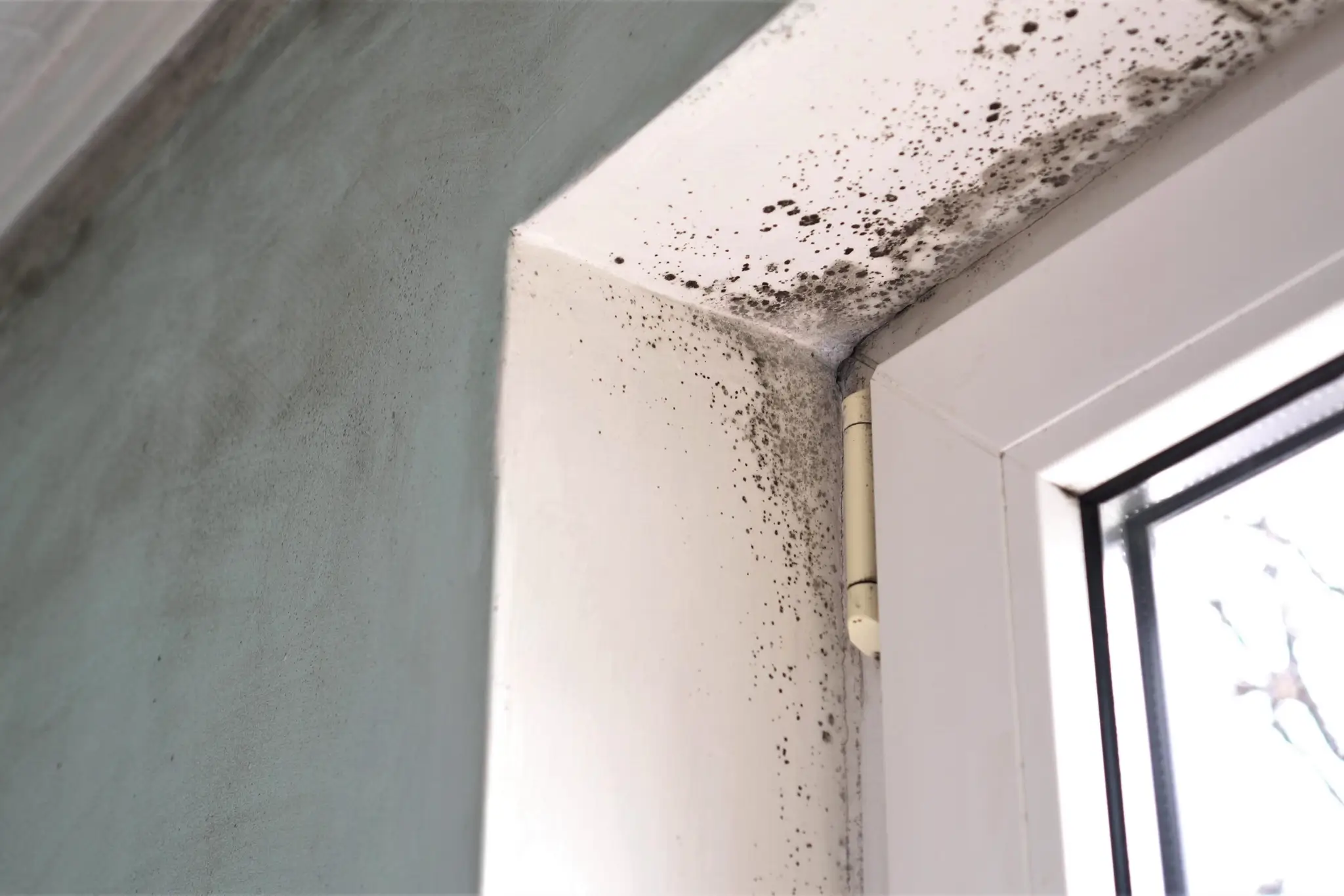 bathroom mold causes