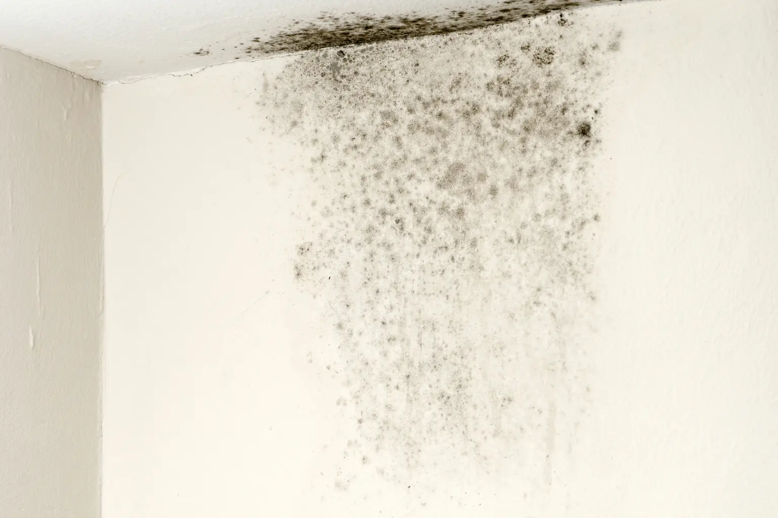 Mold Remediation in San Diego
