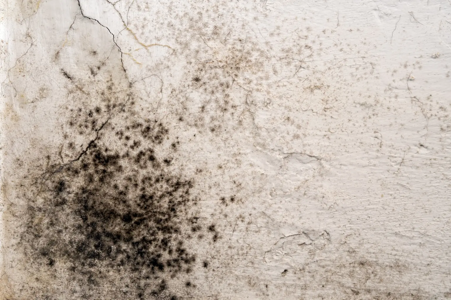 Black Mold Removal in San Diego