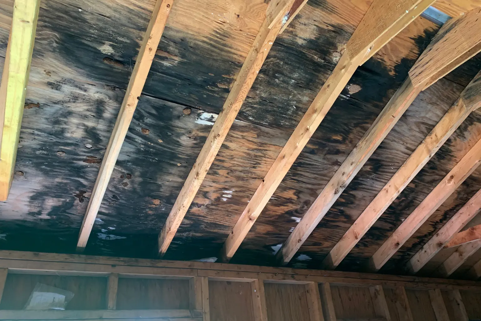 Attic Mold Removal in San Diego